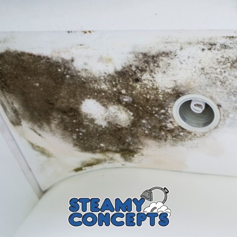 https://www.steamyconcepts.com/wp-content/themes/yootheme/cache/04/mold-removal-remediation-professionals-0492c703.jpeg
