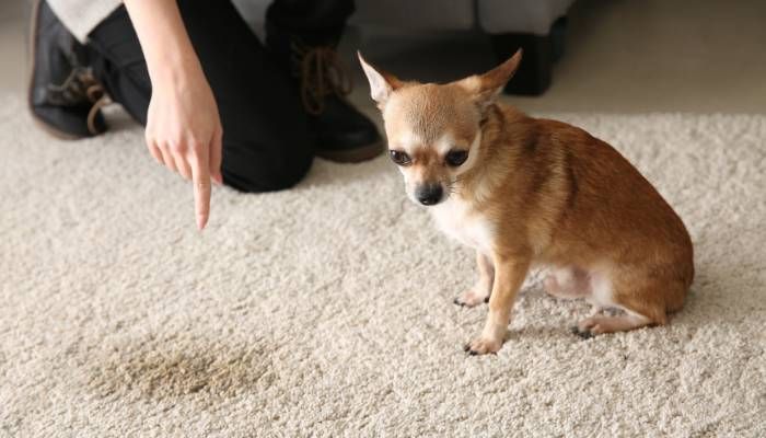 Can You Remove Pet Stains from Carpet?